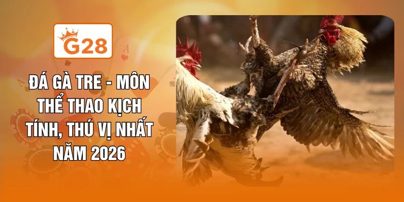 Đá Gà Tre - Môn Thể Thao Kịch Tính, Thú Vị Nhất Năm 2026