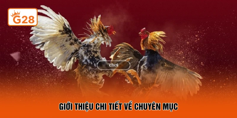 Giới thiệu chi tiết về chuyên mục