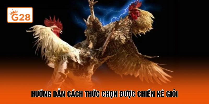 Hướng dẫn cách thức chọn được chiến kê giỏi