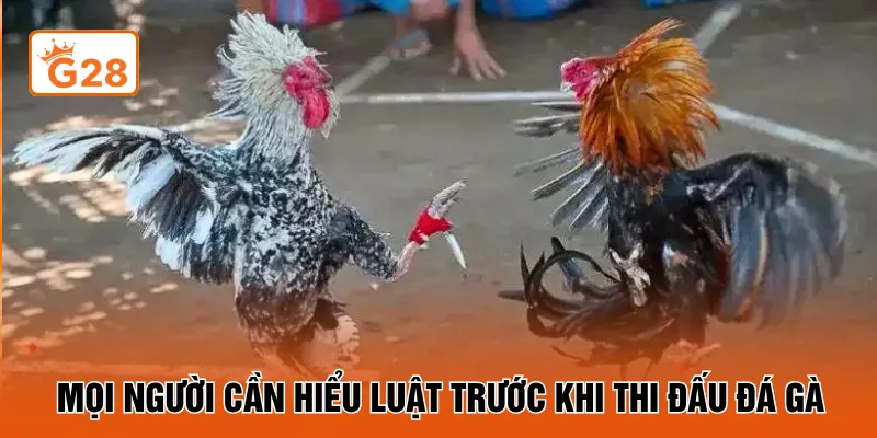 Mọi người cần hiểu luật trước khi thi đấu đá gà