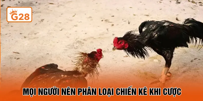 Mọi người nên phân loại chiến kê khi cược