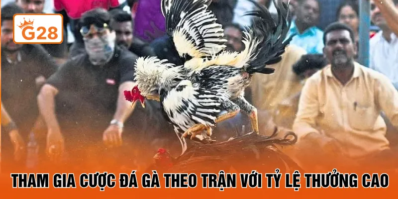 Tham gia cược đá gà theo trận với tỷ lệ thưởng cao