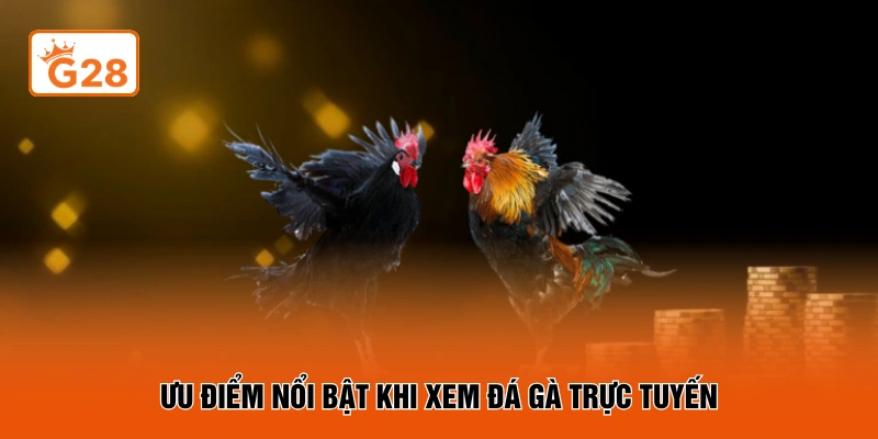 Ưu điểm nổi bật khi xem đá gà trực tuyến